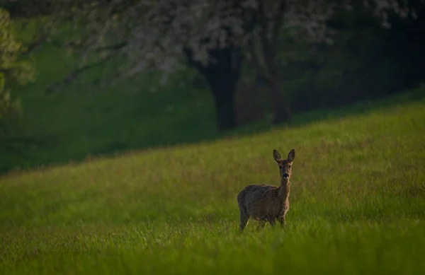 Deer Spring Light Color Meadow Zlin Area Moravia — стоковое фото
