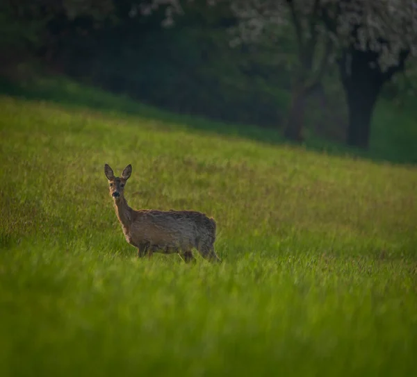 Deer Spring Light Color Meadow Zlin Area Moravia — Stockfoto