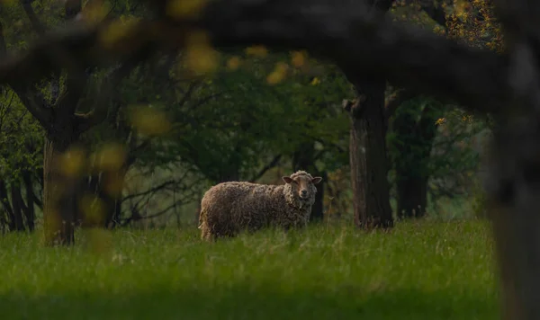 Sheep Color Fresh Spring Meadow Fruit Trees Moravia — Stockfoto