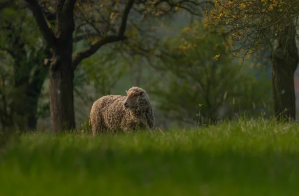 Moravya Meyve Ağaçlarının Yakınındaki Taze Bahar Otlağı Üzerine Koyunlar — Stok fotoğraf