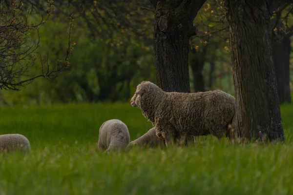 Sheep Color Fresh Spring Meadow Fruit Trees Moravia — Stockfoto