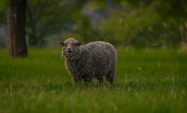 Sheep Color Fresh Spring Meadow Fruit Trees Moravia — Foto Stock