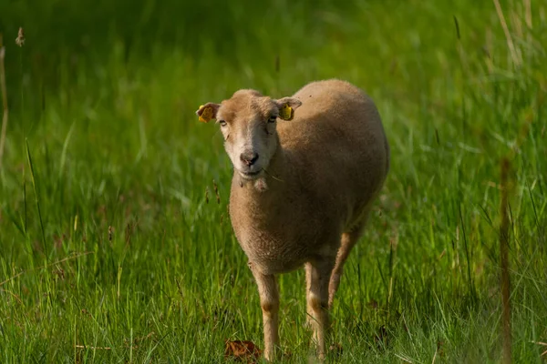 阳光明媚的清晨 新鲜的春天草地上的山羊 — 图库照片