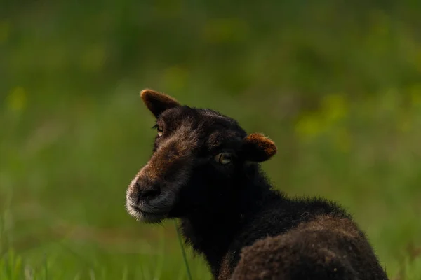 阳光明媚的清晨 新鲜的春天草地上的山羊 — 图库照片