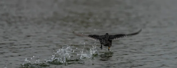 Flying Duck Spring Lake Ostrava Area Moravia — Foto Stock