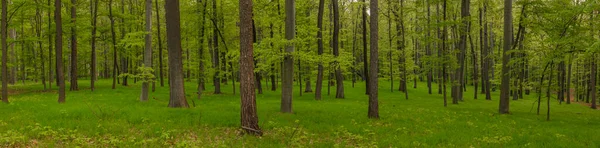 Taze yeşil yaprak ormanları ve taze çimenler.