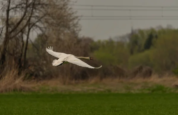 Flying swan over pond near Ostrava city in spring day