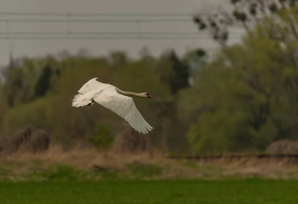 Flying Swan Pond Ostrava City Spring Day — Zdjęcie stockowe