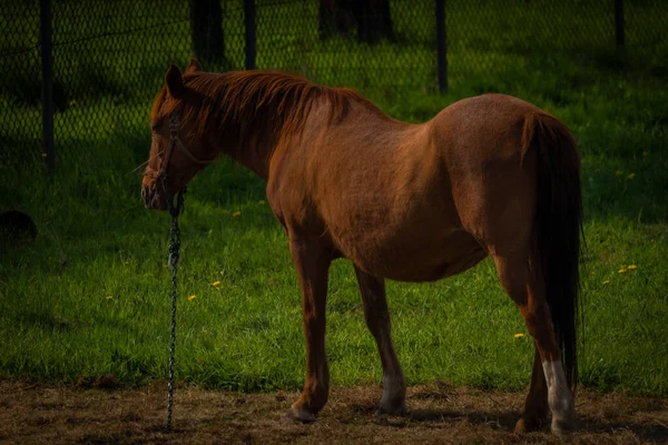 Brown Golden Big Horse Spring Light Green Grass Ostrava City — Stock Photo, Image