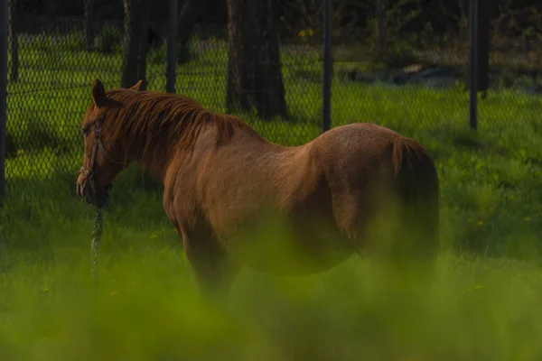 Brown Golden Big Horse Spring Light Green Grass Ostrava City — стоковое фото