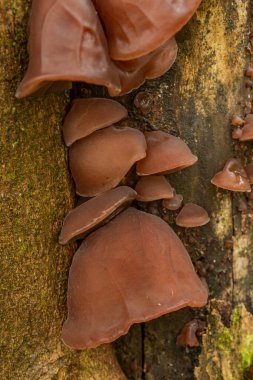 Auricularia auricula-judae mantarı baharda taze bulutlu bir günde ağaçta