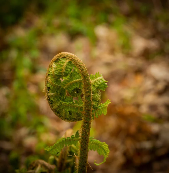 Young Fresh Color Green Fern Spring Nice Scented Nature — Fotografia de Stock