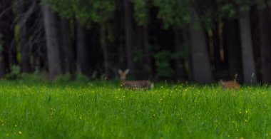 Karanlık ormanın yakınındaki yeşil çayır üzerinde dişi bir yumurta geyiği.