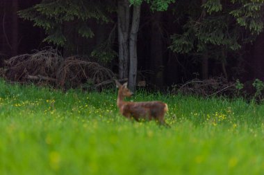 Karanlık ormanın yakınındaki yeşil çayır üzerinde dişi bir yumurta geyiği.
