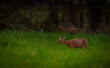 Karanlık ormanın yakınındaki yeşil çayır üzerinde dişi bir yumurta geyiği.