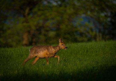 Karanlık ormanın yakınındaki yeşil çayır üzerinde dişi bir yumurta geyiği.