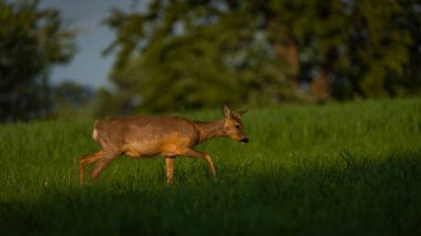 Karanlık ormanın yakınındaki yeşil çayır üzerinde dişi bir yumurta geyiği.
