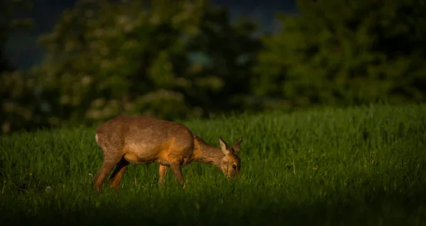 Weibliches Reh Auf Grüner Frühlingswiese Der Nähe Des Dunklen Waldes — Stockfoto