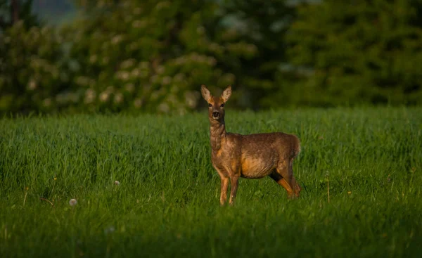 Chevreuil Femelle Sur Une Prairie Printanière Verte Près Une Forêt — Photo