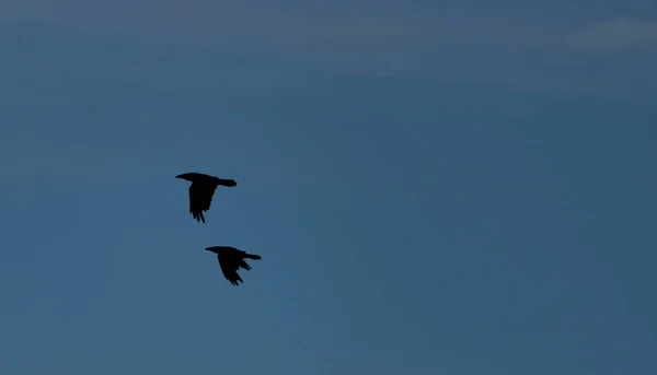 Létající Vrána Černá Silueta Tmavě Modrou Oblohou — Stock fotografie