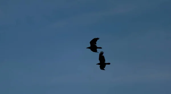 Flying Crow Silueta Negra Con Cielo Azul Oscuro — Foto de Stock