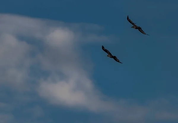 Fliegende Krähe Schwarze Silhouette Mit Dunkelblauem Himmel — Stockfoto