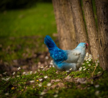 Baharda taze yeşil çimenler ve çiçekler üzerinde siyah horoz ve renkli tavuklar.