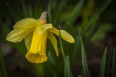 Krkonose dağlarında bahar güneşli sabahında çiçek açan Narcissus çiçeği
