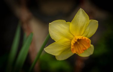 Krkonose dağlarında bahar güneşli sabahında çiçek açan Narcissus çiçeği