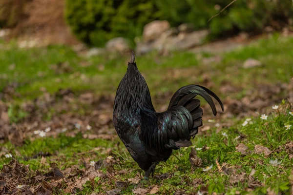 Schwarzer Hahn Und Farbenhühner Frühling Auf Frischem Grünen Gras Und — Stockfoto