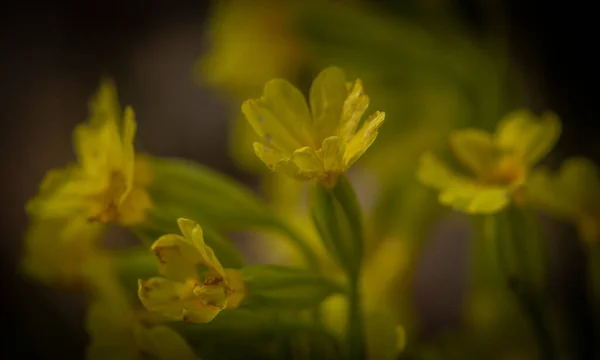 Cowslip Flower Spring Sunny Fresh Day Black Shadow — Stock Photo, Image