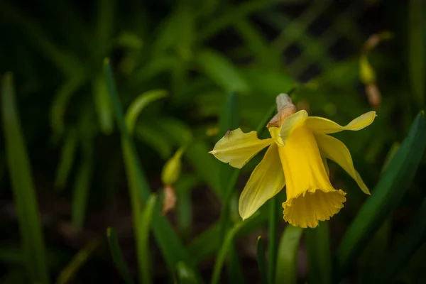 Цветок Нарцисса Цветет Весной Солнечным Утром Крконосских Горах — стоковое фото