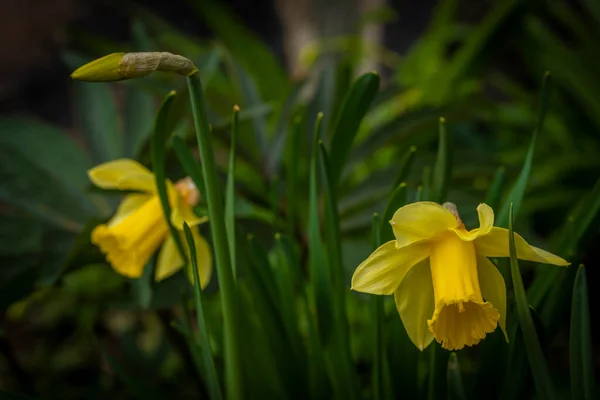 Narcissus Blomma Med Färg Blomma Våren Solig Morgon Krkonose Bergen — Stockfoto