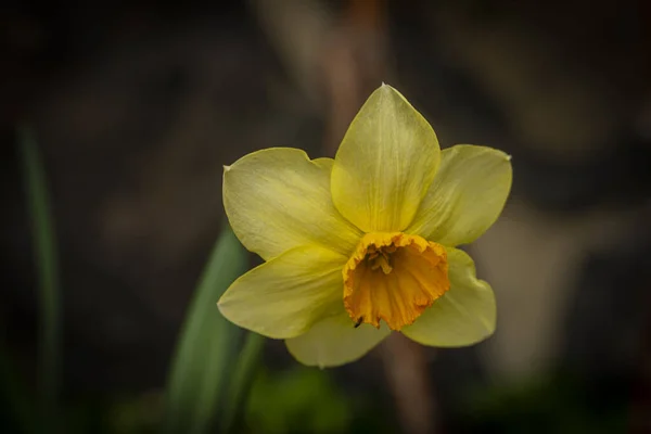 Narciso Flor Con Flor Color Mañana Soleada Primavera Las Montañas —  Fotos de Stock
