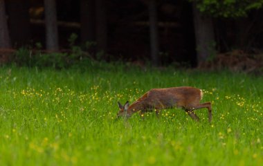 Karanlık ormanın yakınındaki yeşil çayır üzerinde dişi bir yumurta geyiği.