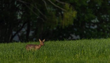 Karanlık ormanın yakınındaki yeşil çayır üzerinde dişi bir yumurta geyiği.