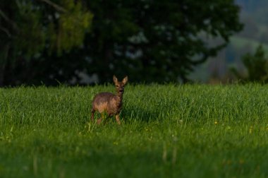 Karanlık ormanın yakınındaki yeşil çayır üzerinde dişi bir yumurta geyiği.