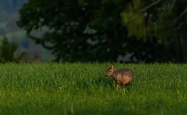 Honrådjur Grön Våräng Nära Mörk Skog — Stockfoto