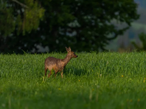 Female Roe Deer Green Spring Meadow Dark Forest — Stock Photo, Image