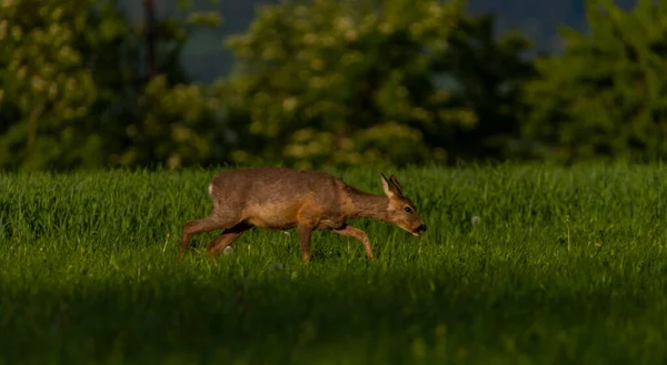 Vrouwelijke Reeën Groene Lenteweide Nabij Donker Bos — Stockfoto