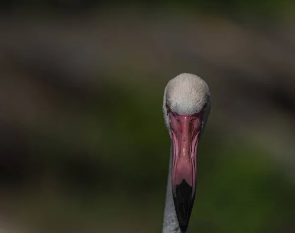 Phoenicopteridae Pássaro Com Bico Rosa Fundo Verde Fresco — Fotografia de Stock