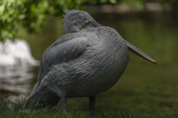 Pelecanus Crispus Pássaro Perto Lago Verde Grama Verde Dia Ensolarado — Fotografia de Stock