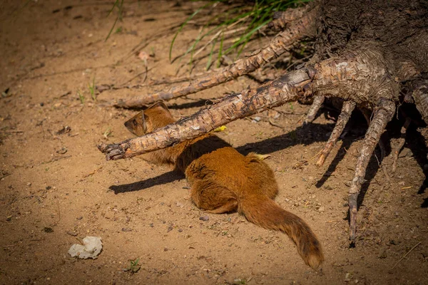 Cynictis Penicillata Tier Unter Holzwurzeln Auf Orangefarbenem Sand Einem Sonnigen — Stockfoto