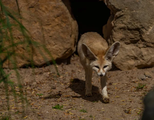 Fennec Καυτή Άμμο Κοντά Πέτρες Και Μικρή Φωλιά Τρύπα — Φωτογραφία Αρχείου