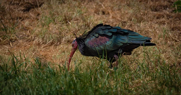 Color Bonito Pájaro Con Pico Largo Sobre Hierba Verde Primavera —  Fotos de Stock