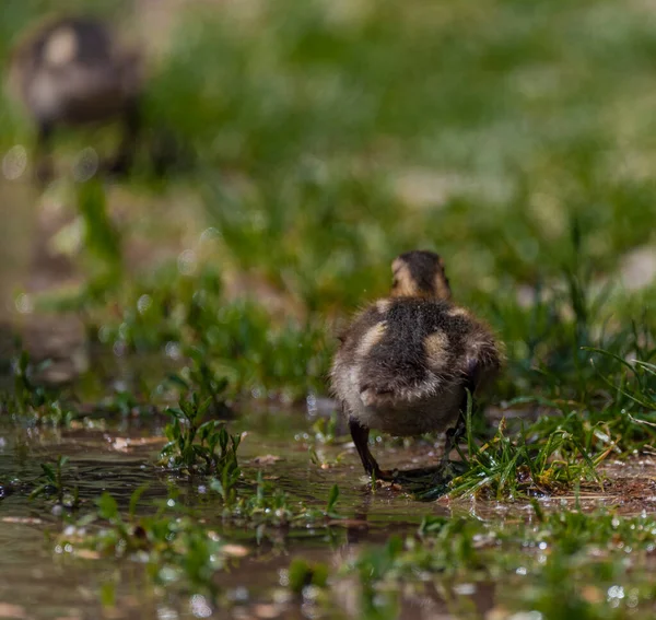 Pequeño Pato Sobre Hierba Verde Primavera Soleado Día Fresco Ventoso —  Fotos de Stock