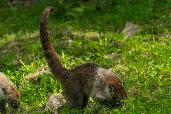 Nasua Tier Auf Grünem Gras Frühling Sonniger Frischer Tag — Stockfoto