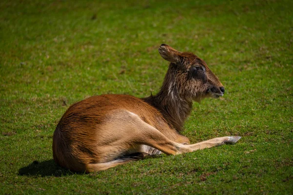 Orange animal on green grass in sunny spring fresh day