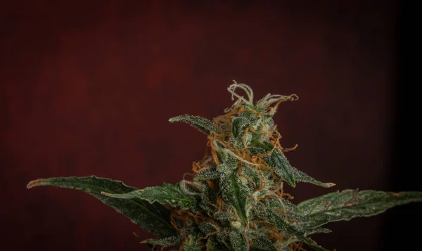 Ripened Color Mazar Auto Variety Marijuana Flower Dark Red Background — Stock Photo, Image
