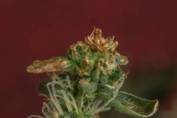 Dojrzały Kolor Mazar Auto Odmiany Kwiat Marihuany Ciemnoczerwonym Tle — Zdjęcie stockowe